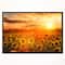 Designart - Yellow Sunset over Sunflowers - Floral Photography Framed Canvas Art